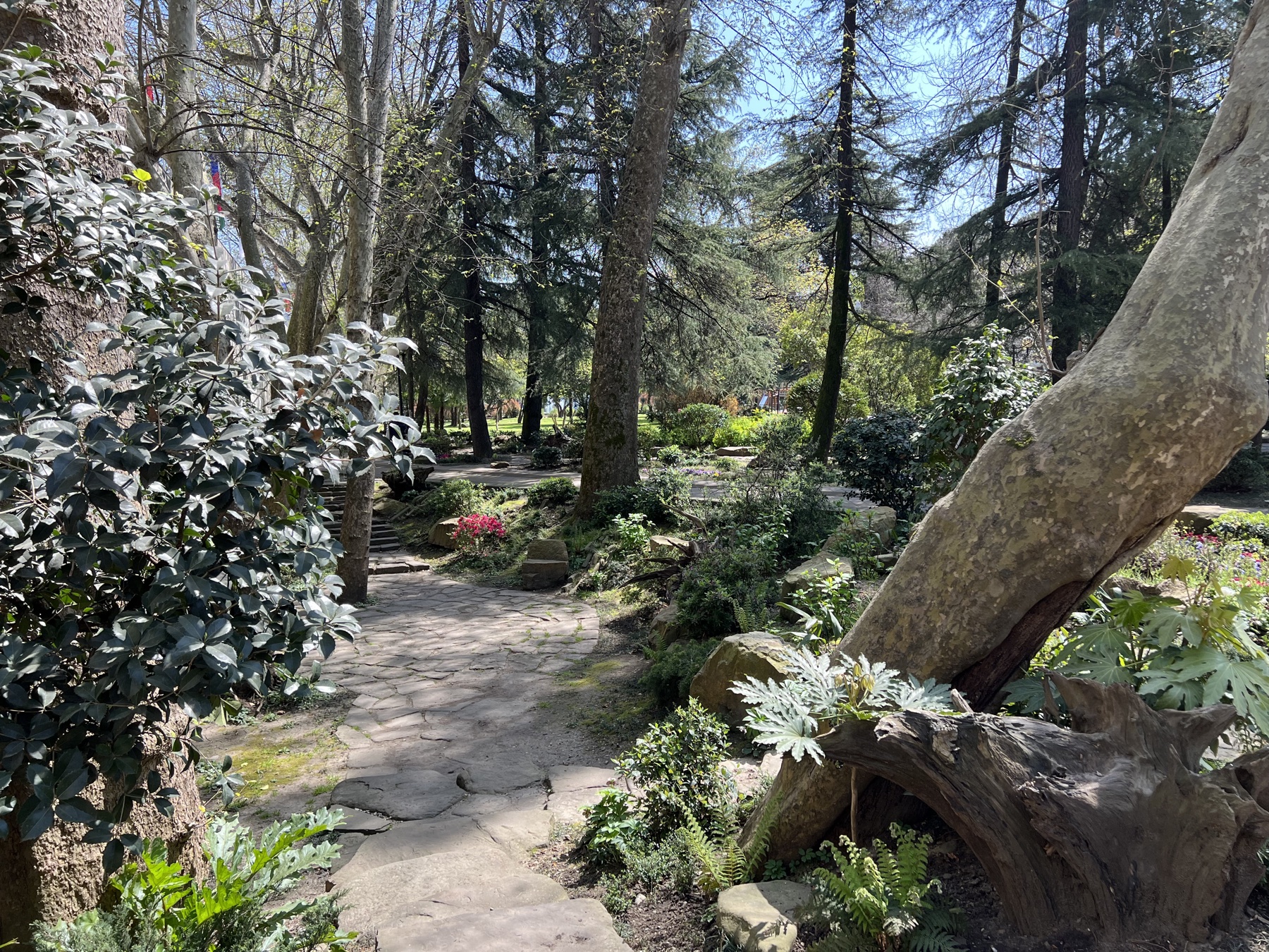 Sunlit wooded garden with a stone path winding among trees and dense foliage.